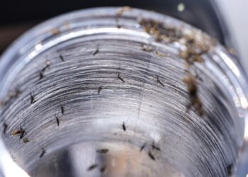 ministerio-da-saude-intensificara-mobilizacao-contra-dengue-no-brasil