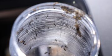 ministerio-da-saude-intensificara-mobilizacao-contra-dengue-no-brasil