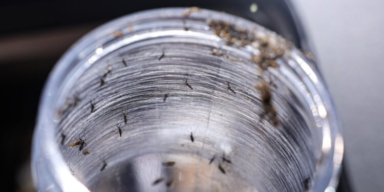 ministerio-da-saude-intensificara-mobilizacao-contra-dengue-no-brasil