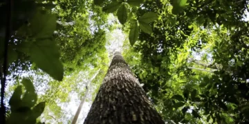 cupula-do-clima:-financiamento-e-transicao-energetica-guiam-discussoes