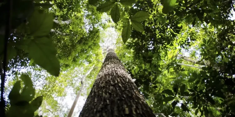 cupula-do-clima:-financiamento-e-transicao-energetica-guiam-discussoes