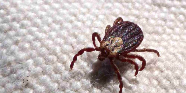 febre-maculosa-causa-mais-duas-mortes-no-interior-de-sao-paulo