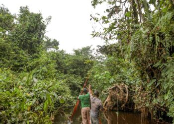 franca-lidera-acao-de-us$-2,5-bilhoes-para-proteger-floresta-do-congo