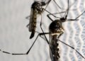 dia-d-de-combate-ao-aedes-aegypti-ocorre-neste-sabado-em-todo-o-pais