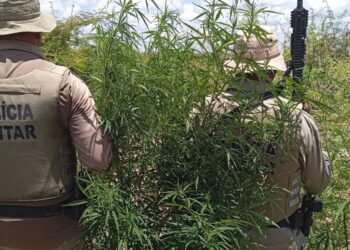cerca-de-23-mil-pes-de-maconha-sao-erradicados-pela-pm-em-curaca