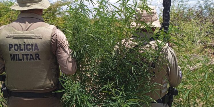 cerca-de-23-mil-pes-de-maconha-sao-erradicados-pela-pm-em-curaca