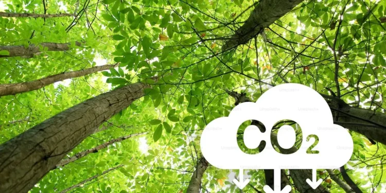 goias-e-o-primeiro-estado-do-brasil-com-“carbono-positivo”-no-uso-da-terra,-revela-pesquisa