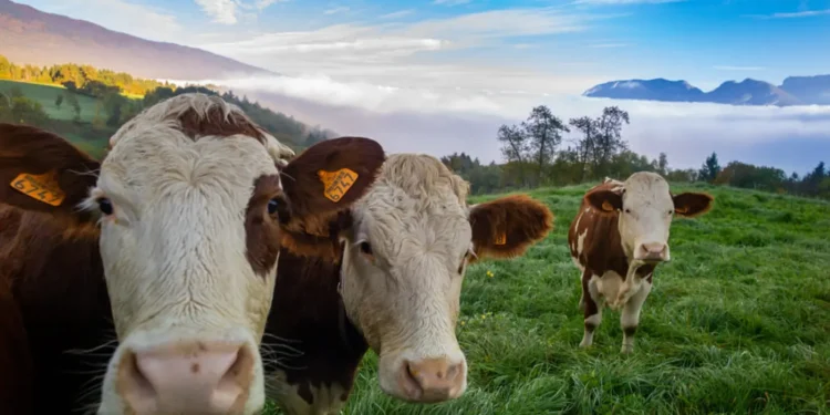 boi-gordo-hoje:-confira-as-cotacoes-para-esta-quinta-feira-(13)