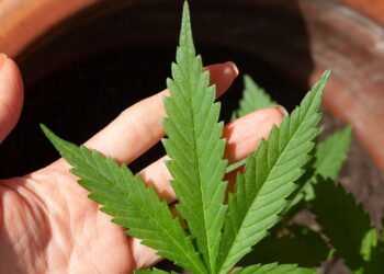 stj-adia-prazo-para-regulamentacao-do-plantio-de-cannabis-medicinal