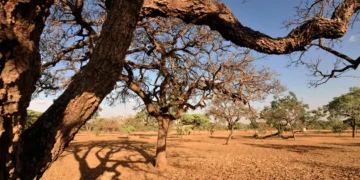 revisao-do-ibge-redefine-limites-entre-cerrado-e-mata-atlantica-em-mg-e-sp