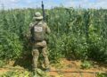 mais-de-200-mil-pes-de-maconha-sao-erradicados-pela-pm-em-barro-alto