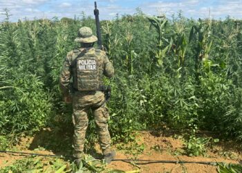 mais-de-200-mil-pes-de-maconha-sao-erradicados-pela-pm-em-barro-alto