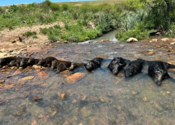 mais-de-500-mil-javalis-foram-abatidos-em-8-meses-no-brasil