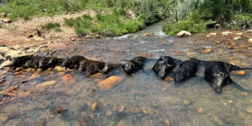 mais-de-500-mil-javalis-foram-abatidos-em-8-meses-no-brasil