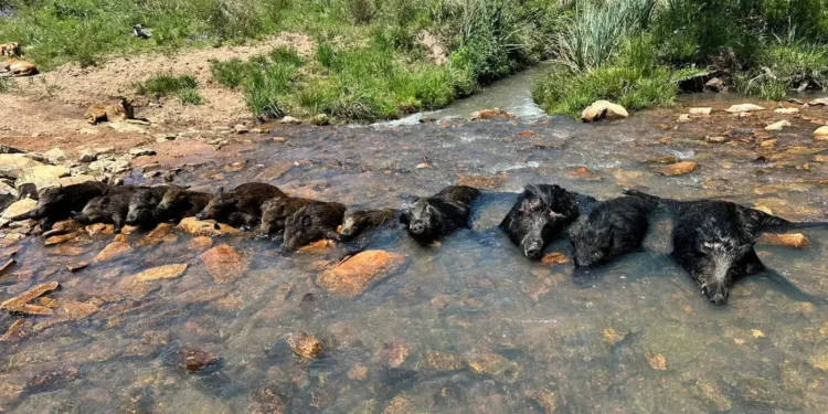 mais-de-500-mil-javalis-foram-abatidos-em-8-meses-no-brasil