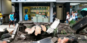 senado-aprova-descriminalizacao-de-poda-de-arvore-em-caso-de-risco-de-acidente