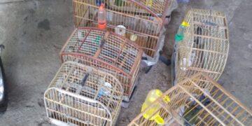 policia-civil-autua-dupla-por-crime-ambiental-e-apreende-aves-em-planalto