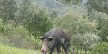 produtores-revelam-o-drama-de-lidar-com-javalis-invasores