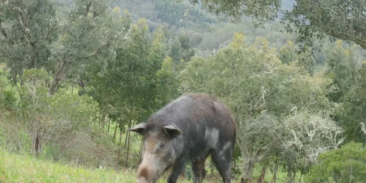 produtores-revelam-o-drama-de-lidar-com-javalis-invasores