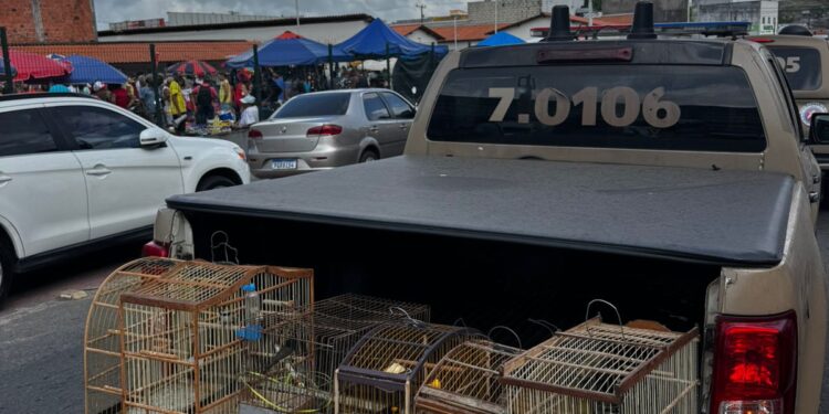 pm-apreende-aves-silvestres-em-simoes-filho