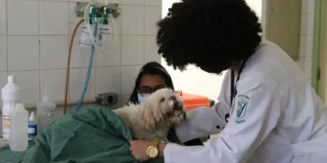 produtos-veterinarios-terao-canal-obrigatorio-de-atendimento-ao-usuario;-veja-novas-regras