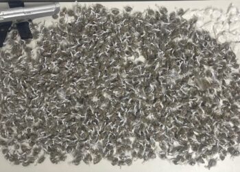 pm-prende-suspeitos-de-trafico-e-apreende-simulacro-de-arma-de-fogo-em-camacari