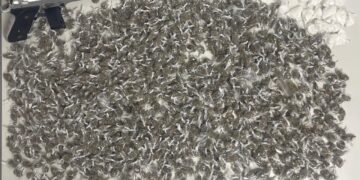 pm-prende-suspeitos-de-trafico-e-apreende-simulacro-de-arma-de-fogo-em-camacari