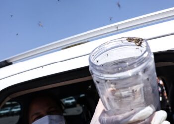 saude-libera-mosquitos-estereis-para-frear-reproducao-do-aedes