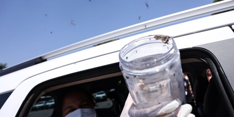 saude-libera-mosquitos-estereis-para-frear-reproducao-do-aedes