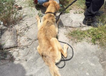 mulher-e-presa-em-flagrante-por-maus-tratos-a-animal-durante-operacao-da-policia-civil-em-feira-de-santana