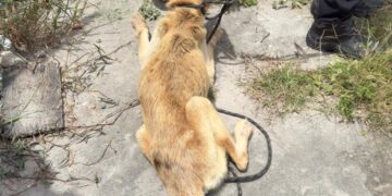 mulher-e-presa-em-flagrante-por-maus-tratos-a-animal-durante-operacao-da-policia-civil-em-feira-de-santana