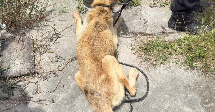 mulher-e-presa-em-flagrante-por-maus-tratos-a-animal-durante-operacao-da-policia-civil-em-feira-de-santana