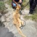 mulher-e-presa-em-flagrante-por-maus-tratos-a-animal-durante-operacao-da-policia-civil-em-feira-de-santana