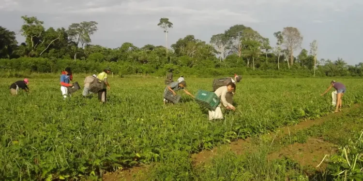 plano-safra-25/26:-pequenos-produtores-concentram-quase-60%-do-credito-na-amazonia