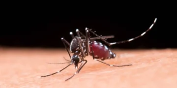 brasil-registra-1,66-milhao-de-casos-provaveis-de-dengue-em-2025