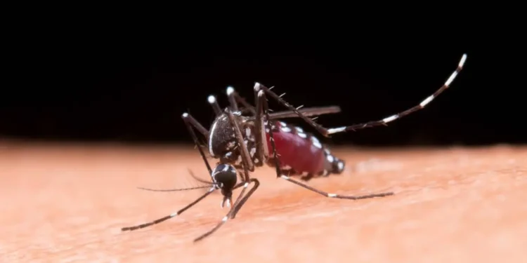 brasil-registra-1,66-milhao-de-casos-provaveis-de-dengue-em-2025