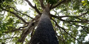 nova-lei-do-licenciamento-promete-destravar-obras,-mas-faltam-tecnicos-nos-orgaos-ambientais