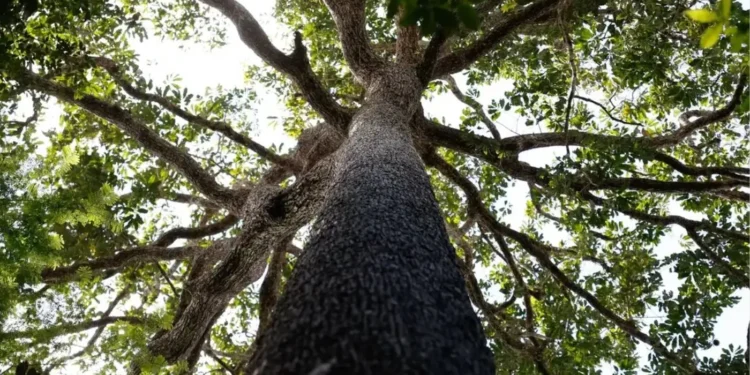 nova-lei-do-licenciamento-promete-destravar-obras,-mas-faltam-tecnicos-nos-orgaos-ambientais