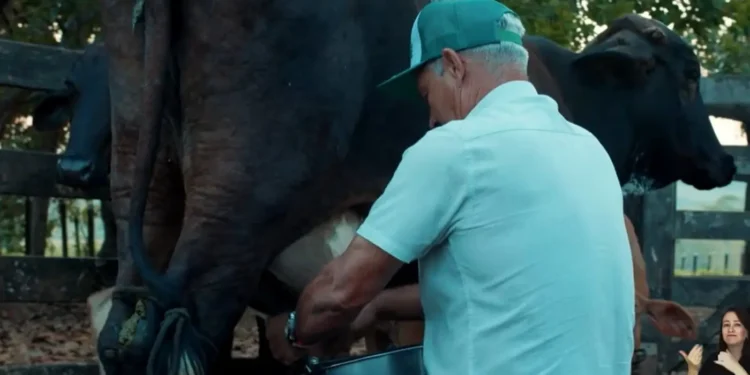 do-milho-ao-acai:-como-o-credito-bancario-impulsionou-uma-fazenda-no-sudeste-do-para