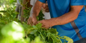 plataforma-gratuita-facilita-habilitacao-de-produtores-rurais-para-exportacao