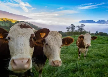 boi-gordo-hoje:-confira-as-cotacoes-para-quarta-feira-(31)