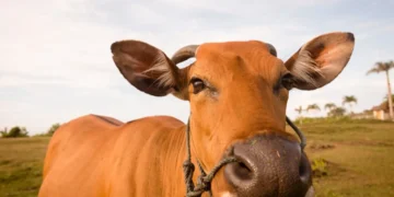 boi-gordo-hoje:-confira-as-cotacoes-para-esta quarta-feira-(7)