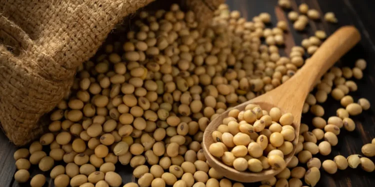 soja-e-trigo-hoje:-confira-as-cotacoes-para-esta segunda-feira-(12)