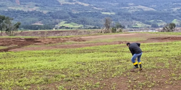 seguro-rural-fecha-2025-com-3,2-milhoes-de-hectares-segurados,-pior-desempenho-em-10-anos