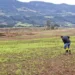 seguro-rural-fecha-2025-com-3,2-milhoes-de-hectares-segurados,-pior-desempenho-em-10-anos