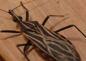 ananindeua,-no-para,-tem-surto-de-casos-da-doenca-de-chagas